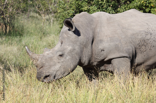 Breitmaulnashorn   Square-lipped Rhinoceros   Ceratotherium Simum