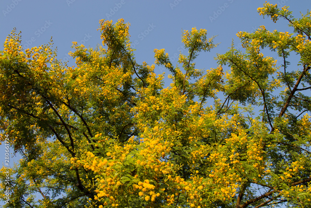 Yellow blooming Mimosa on a tree on a Sunny day. Acacia silver in color Yellow blooming Mimosa on a tree on a Sunny day. Acacia silver in color