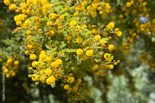 Yellow blooming Mimosa on a tree on a Sunny day. Acacia silver in color