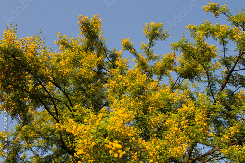 Yellow blooming Mimosa on a tree on a Sunny day. Acacia silver in color