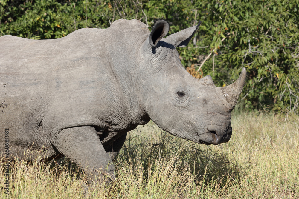 Obraz premium Breitmaulnashorn / Square-lipped Rhinoceros / Ceratotherium Simum