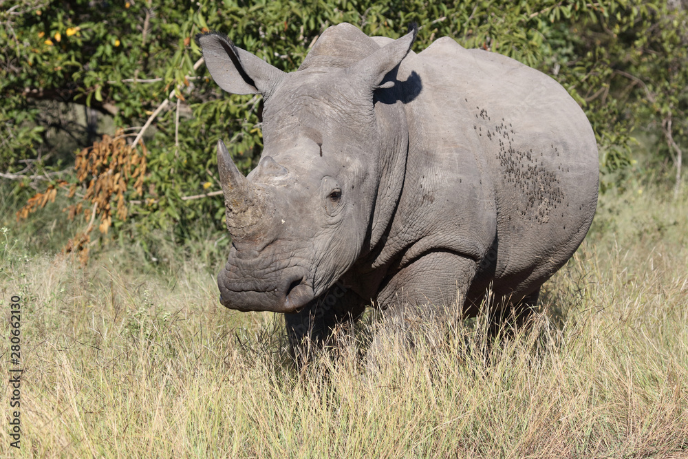 Breitmaulnashorn / Square-lipped Rhinoceros / Ceratotherium Simum Breitmaulnashorn / Square-lipped Rhinoceros / Ceratotherium Simum