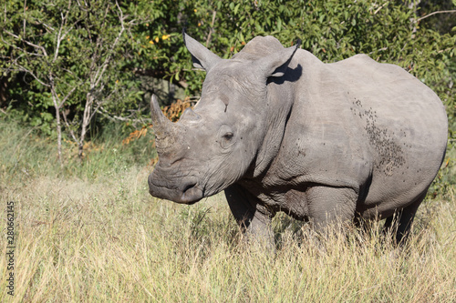 Breitmaulnashorn / Square-lipped Rhinoceros / Ceratotherium Simum