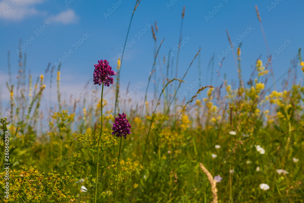 Summer meadow with multicolored wildflowers on background of blue sky Summer meadow with multicolored wildflowers on background of blue sky