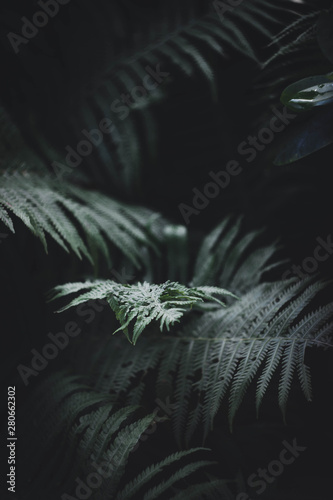 fern leaves nature botanic wallpaper
