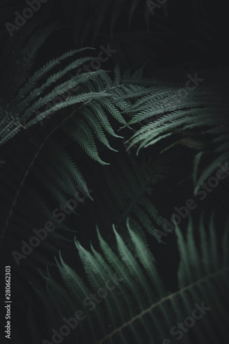 fern leaves nature botanic wallpaper