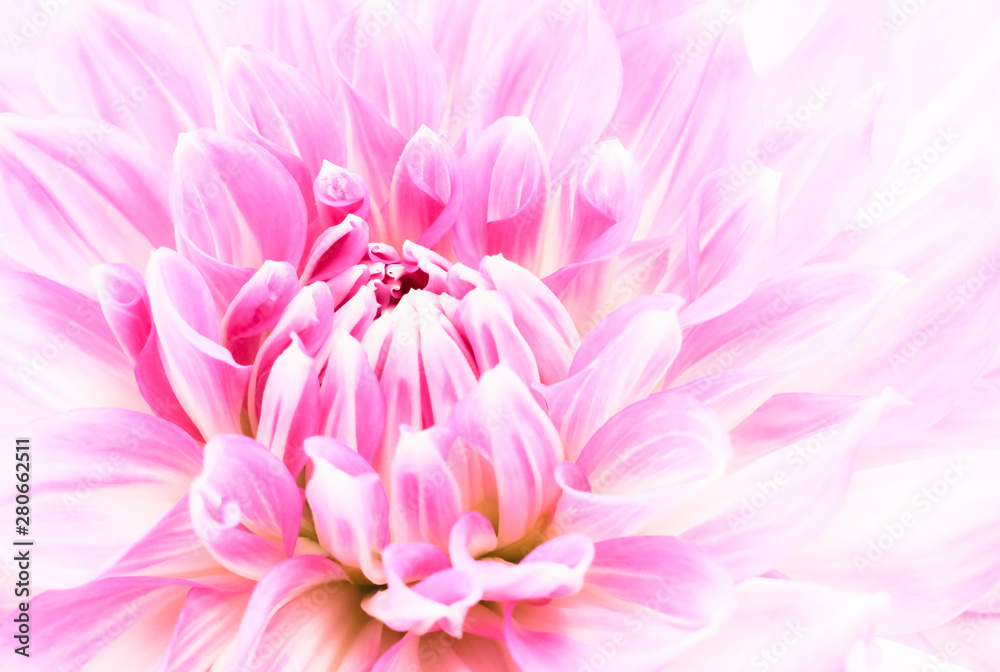 Obraz premium White and purple pink colourful dahlia flower macro photo with fresh blossoming flower head details in bright high key forming an abstract floral pattern photo.