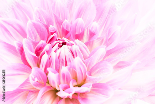 White and purple pink colourful dahlia flower macro photo with fresh blossoming flower head details in bright high key forming an abstract floral pattern photo.