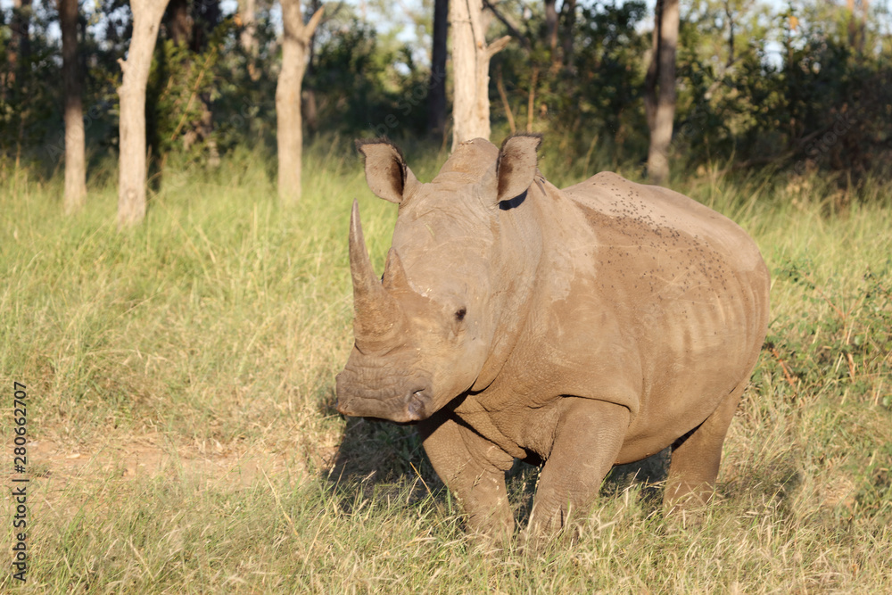 Obraz premium Breitmaulnashorn / Square-lipped Rhinoceros / Ceratotherium Simum