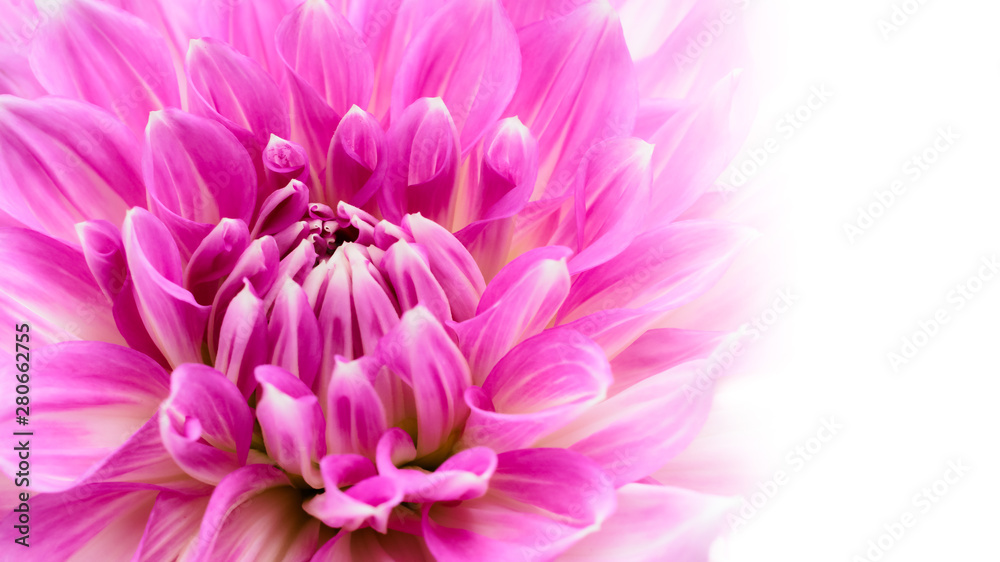 White and purple pink colourful dahlia flower macro photo with intense vivid colours in white wide banner empty background with large negative space for text message and design.