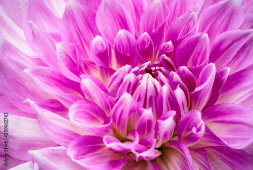 Purple pink colourful dahlia flower macro photo with intense vivid colours of beautiful fresh blossoming dahlia flower head details.