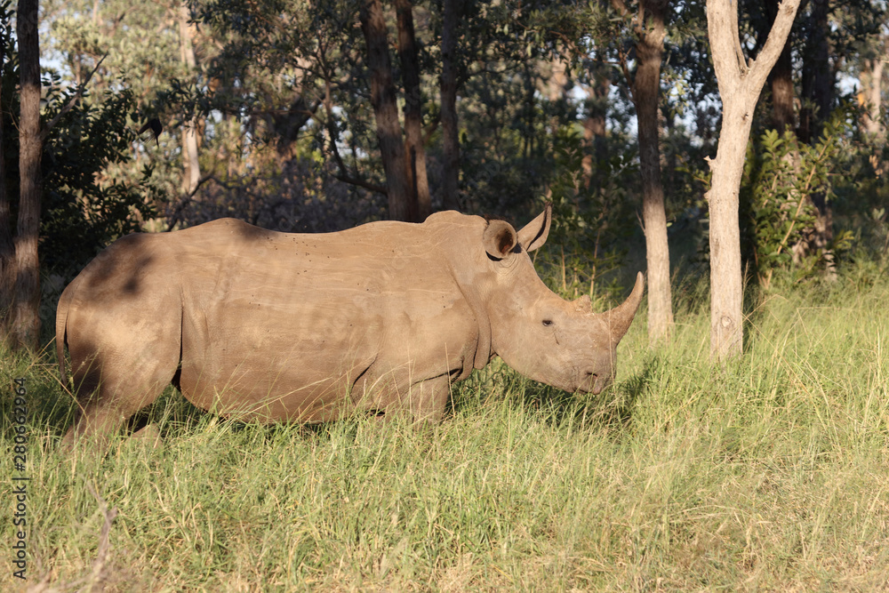Breitmaulnashorn / Square-lipped Rhinoceros / Ceratotherium Simum Breitmaulnashorn / Square-lipped Rhinoceros / Ceratotherium Simum