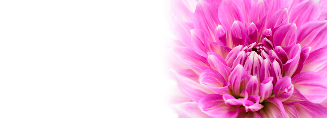 White and purple pink colourful dahlia flower macro photo with intense vivid colors in white wide banner empty background panoramic format with large negative space for text message and design.