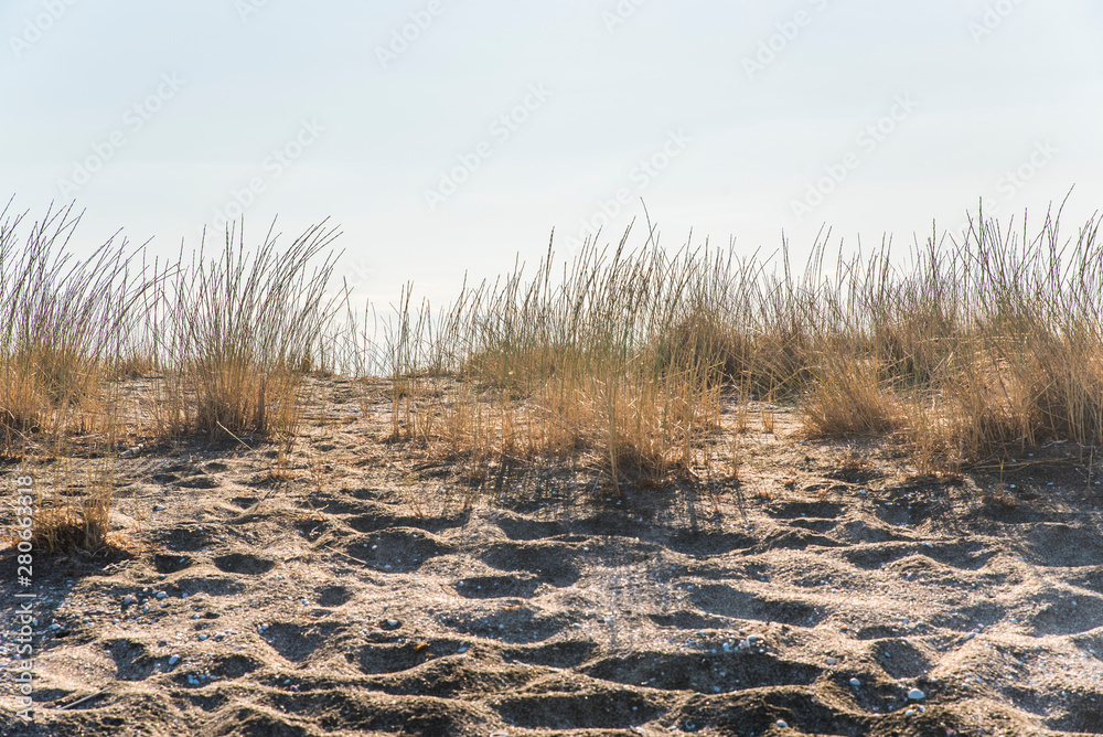 Grass on the sandy beach