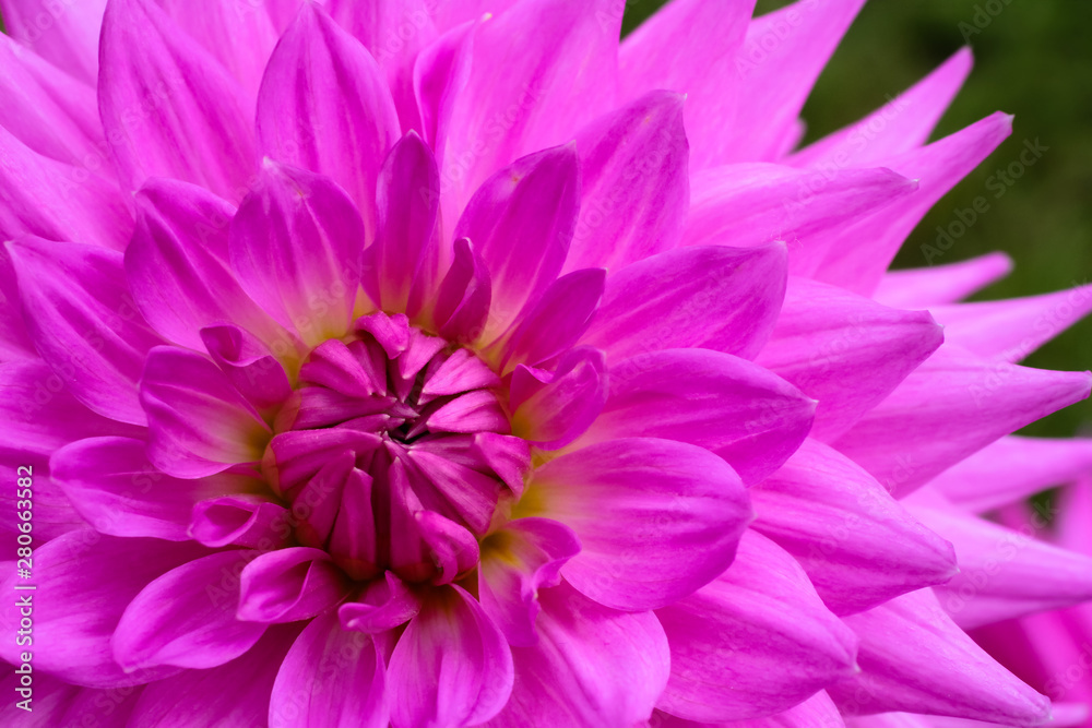 Purple pink colourful dahlia flower macro photo with intense vivid colors emphasizing the purple and pink details of the beautiful fresh blossoming flower. Perspective from the top.