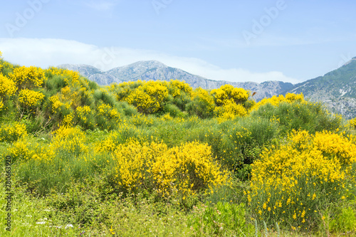 wild yellow jasmine bush flowers
