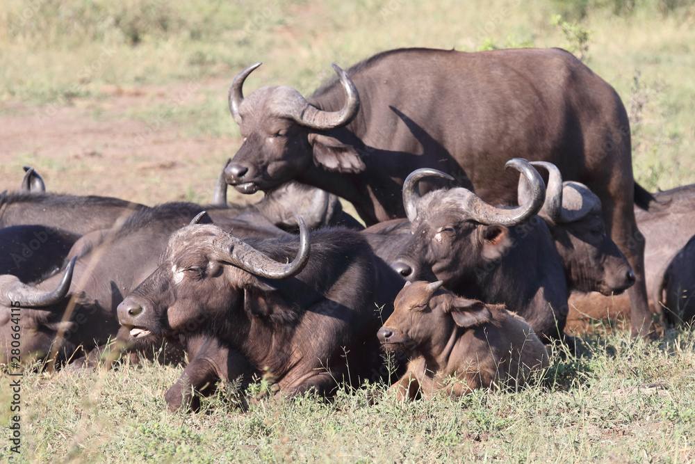 Kaffernbüffel / Buffalo / Syncerus caffer Kaffernbüffel / Buffalo / Syncerus caffer
