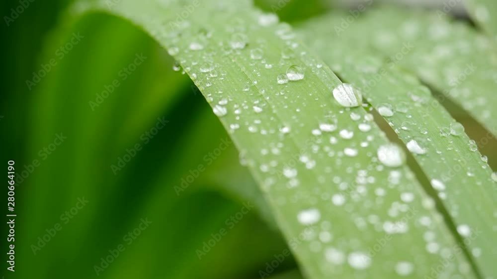 Dew drops on grass. Raindrops on the green grass. after the rain. Few drops of rain fall on the grass Dew drops on grass. Raindrops on the green grass. after the rain. Few drops of rain fall on the grass