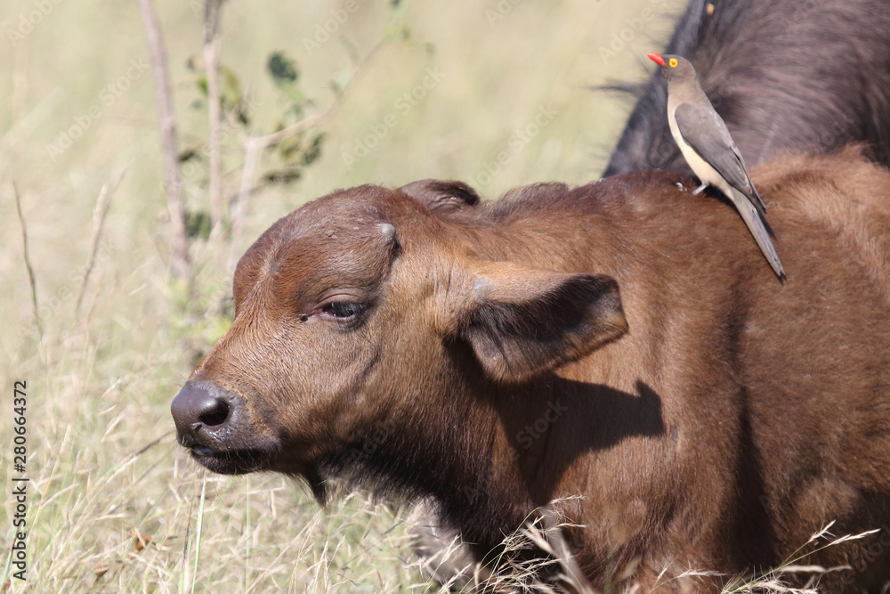 Kaffernbüffel und Rotschnabel-Madenhacker / Buffalo and Red-billed oxpecker / Syncerus caffer et Buphagus erythrorhynchus. Kaffernbüffel und Rotschnabel-Madenhacker / Buffalo and Red-billed oxpecker / Syncerus caffer et Buphagus erythrorhynchus.
