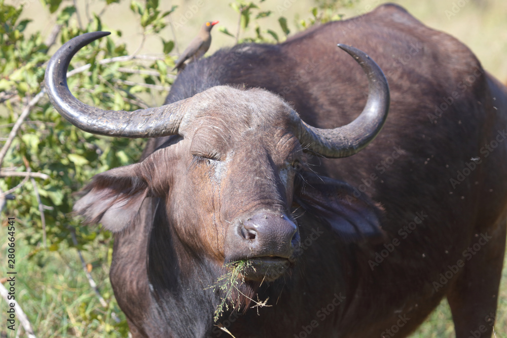 Kaffernbüffel / Buffalo / Syncerus caffer Kaffernbüffel / Buffalo / Syncerus caffer