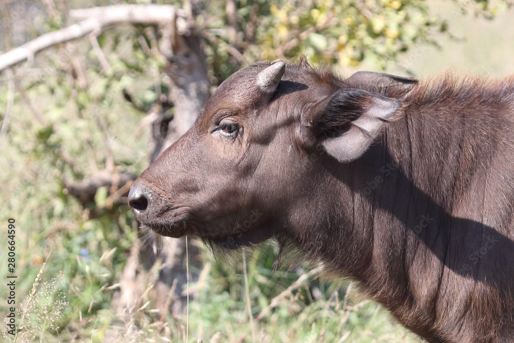 Kaffernbüffel / Buffalo / Syncerus caffer........ Kaffernbüffel / Buffalo / Syncerus caffer........