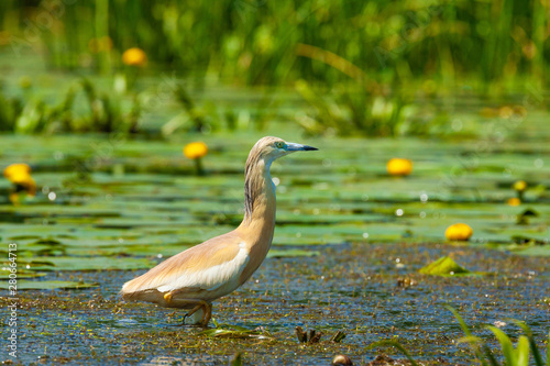 Yellow squacco heron in Danube Delta, Romania photo