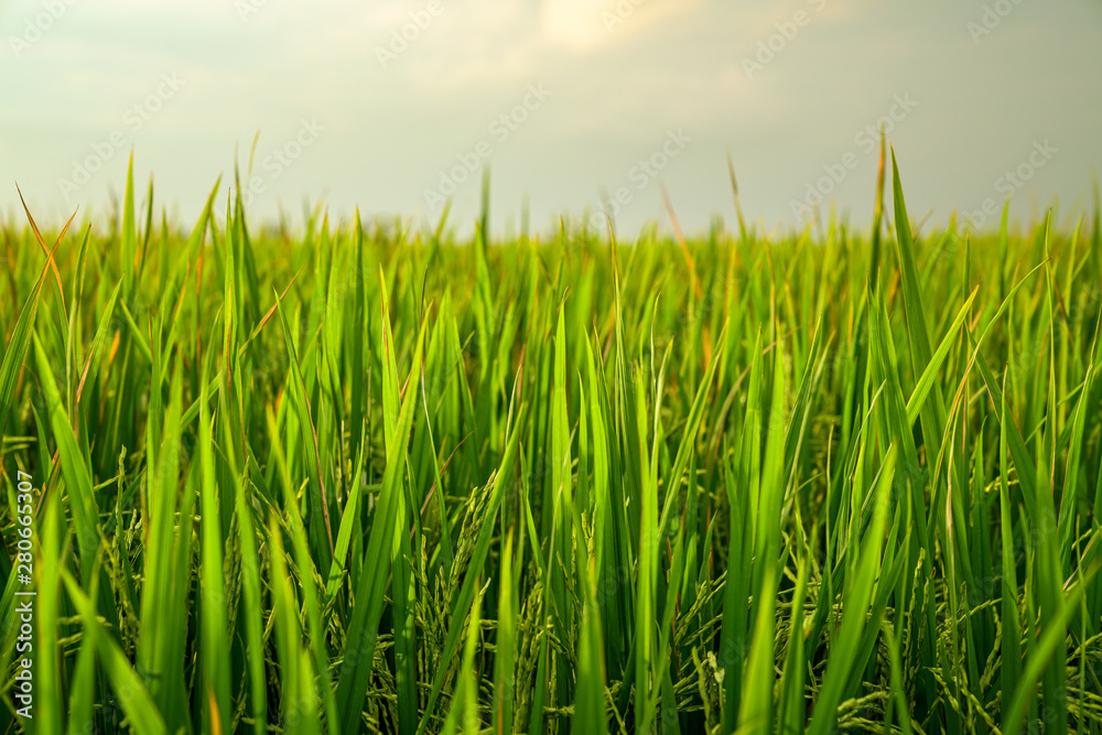 Closeup shot of fresh green rice paddy field Closeup shot of fresh green rice paddy field
