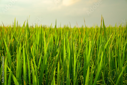 Closeup shot of fresh green rice paddy field