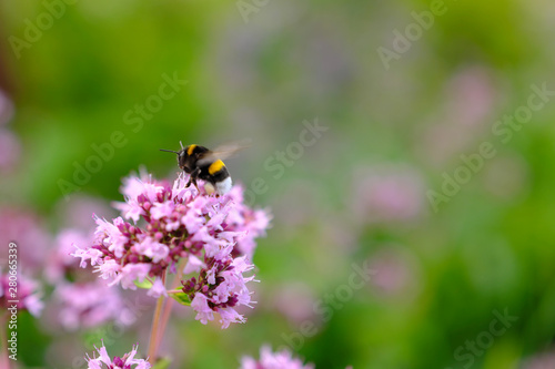 bumblebee sits on a flower and collects nectar