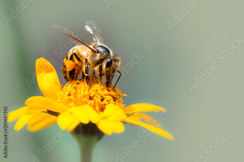 Photos Honey bee pollinator close up macro photo