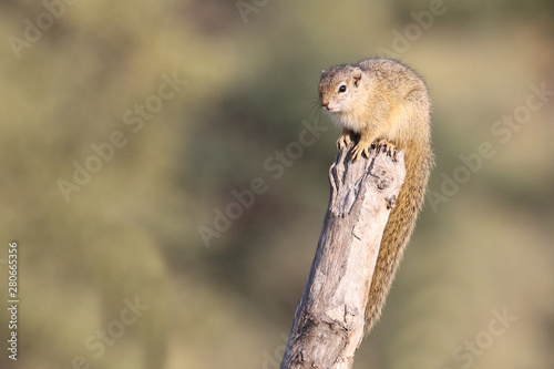 Ockerfußbuschhörnchen / Tree squirrel / Paraxerus Cepapi