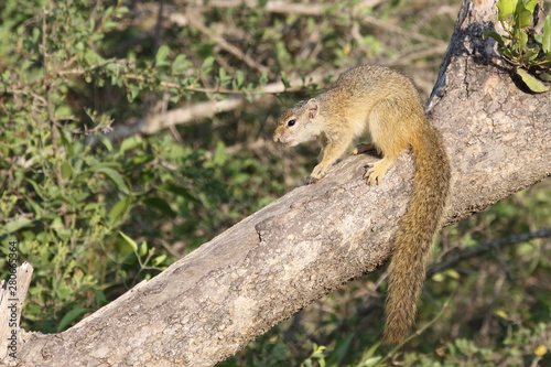 Ockerfußbuschhörnchen / Tree squirrel / Paraxerus Cepapi