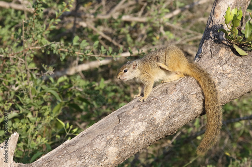 Ockerfußbuschhörnchen / Tree squirrel / Paraxerus Cepapi