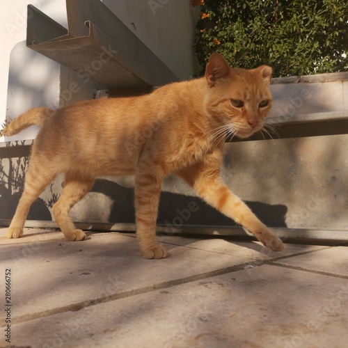 cat in front of wall
