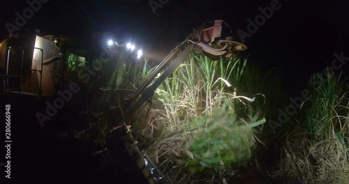 Sugar cane hasvest plantation night photo