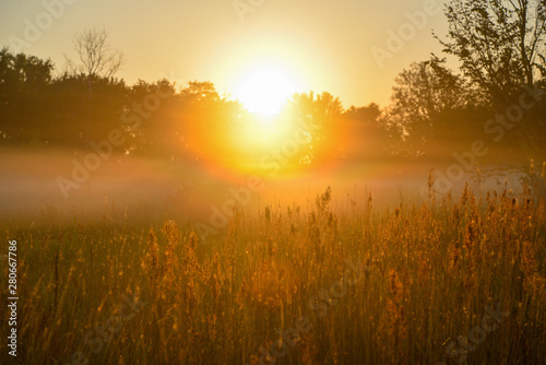 sunset in the forest