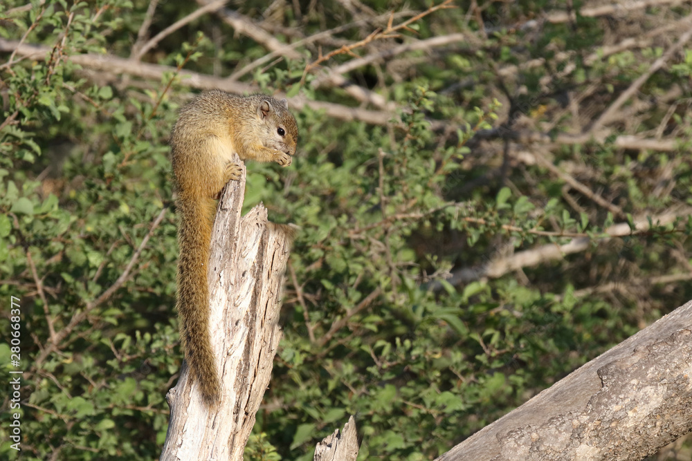 Ockerfußbuschhörnchen / Tree squirrel / Paraxerus Cepapi