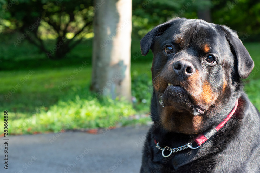 Large Adult Dog Rottweiler with a funny face Large Adult Dog Rottweiler with a funny face