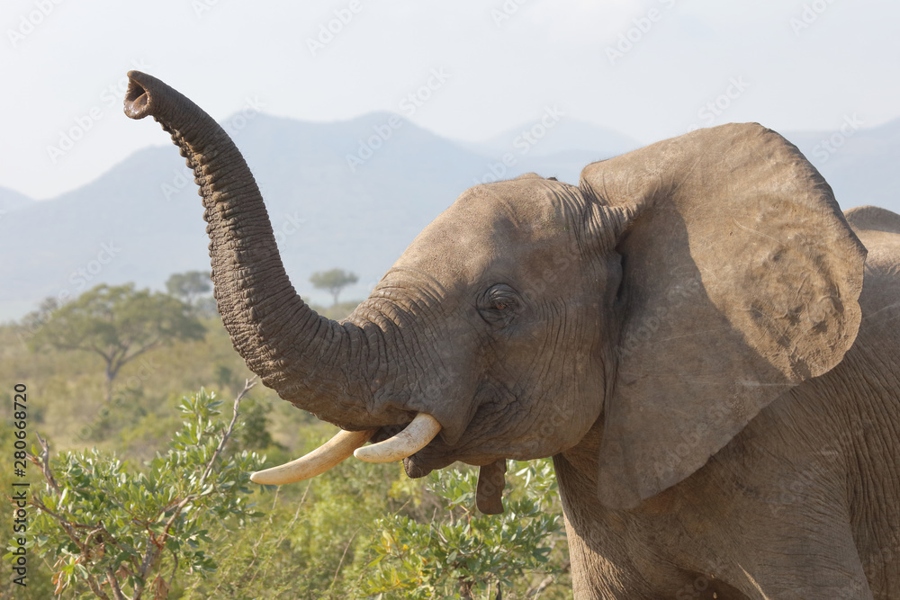 Obraz premium Afrikanischer Elefant / African elephant / Loxodonta africana