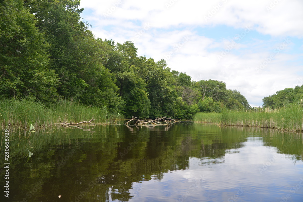 Fototapeta premium river in the forest