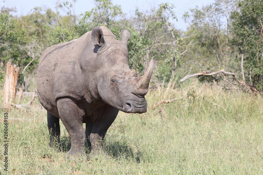 Obraz premium Breitmaulnashorn / Square-lipped rhinoceros / Ceratotherium Simum