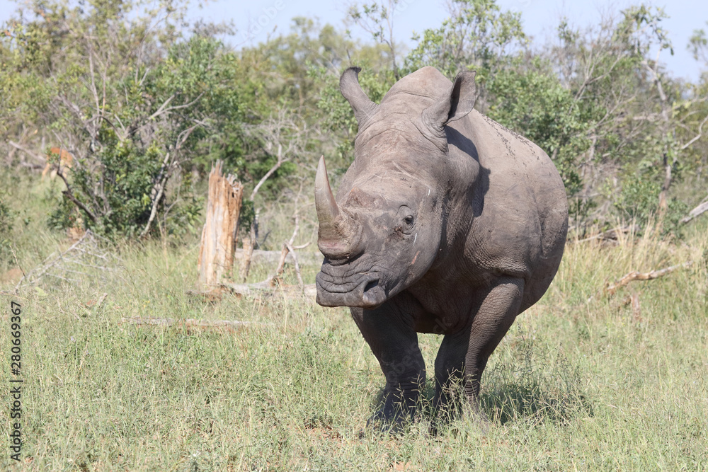 Fototapeta premium Breitmaulnashorn / Square-lipped rhinoceros / Ceratotherium Simum