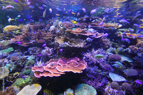 Fototapeta Naklejka Na Ścianę i Meble -  水族館のサンゴ礁