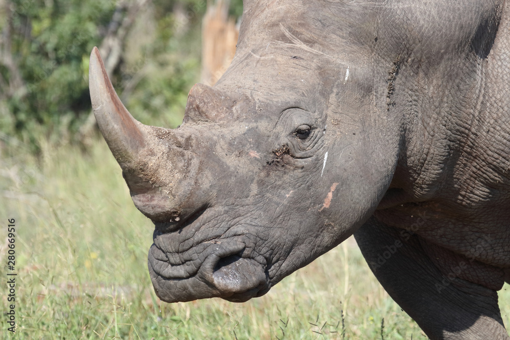 Fototapeta premium Breitmaulnashorn / Square-lipped rhinoceros / Ceratotherium Simum