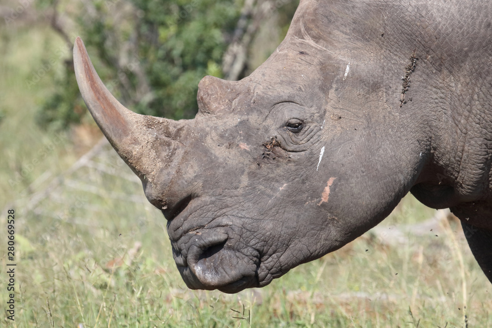 Breitmaulnashorn / Square-lipped rhinoceros / Ceratotherium Simum Breitmaulnashorn / Square-lipped rhinoceros / Ceratotherium Simum