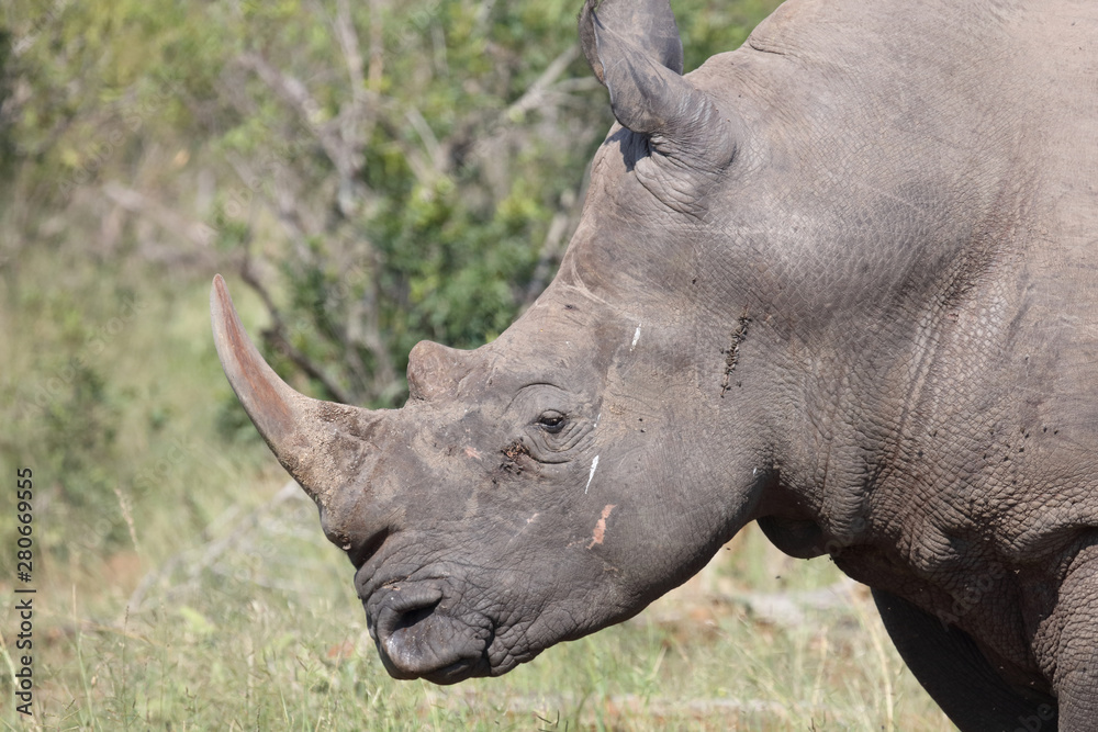 Breitmaulnashorn / Square-lipped rhinoceros / Ceratotherium Simum Breitmaulnashorn / Square-lipped rhinoceros / Ceratotherium Simum