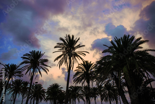 Colourful evening clouds on a beach with palmtrees in the foreground. © Edward