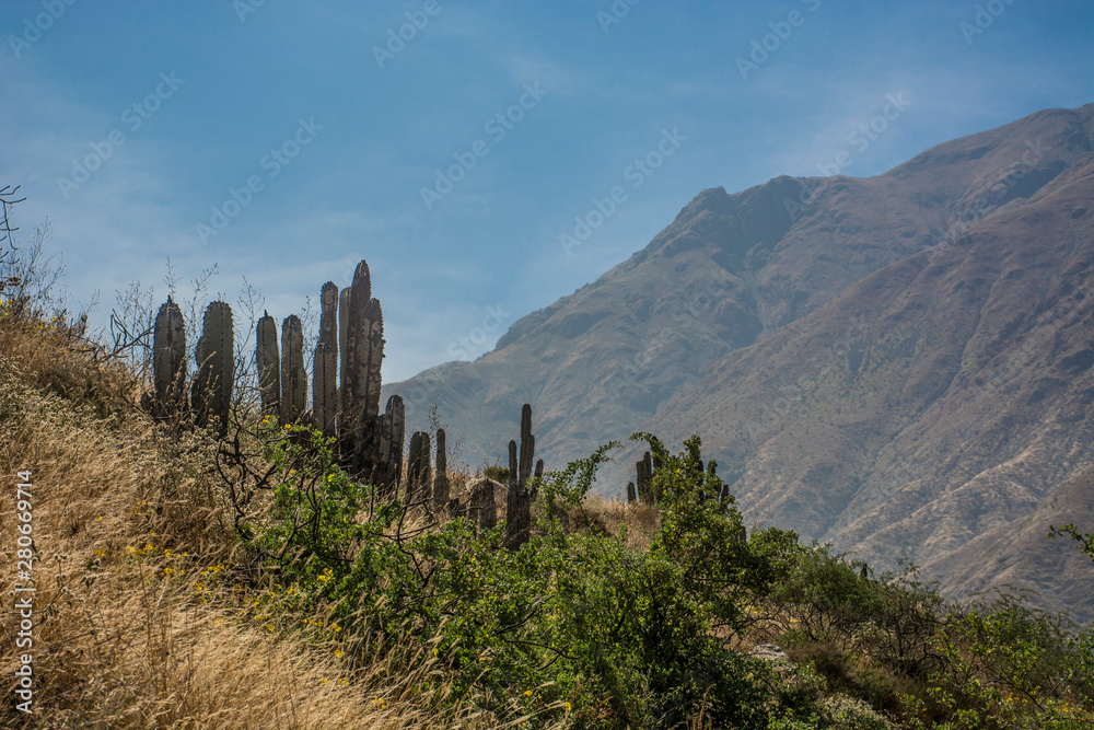  cactus in a mountain of peru
