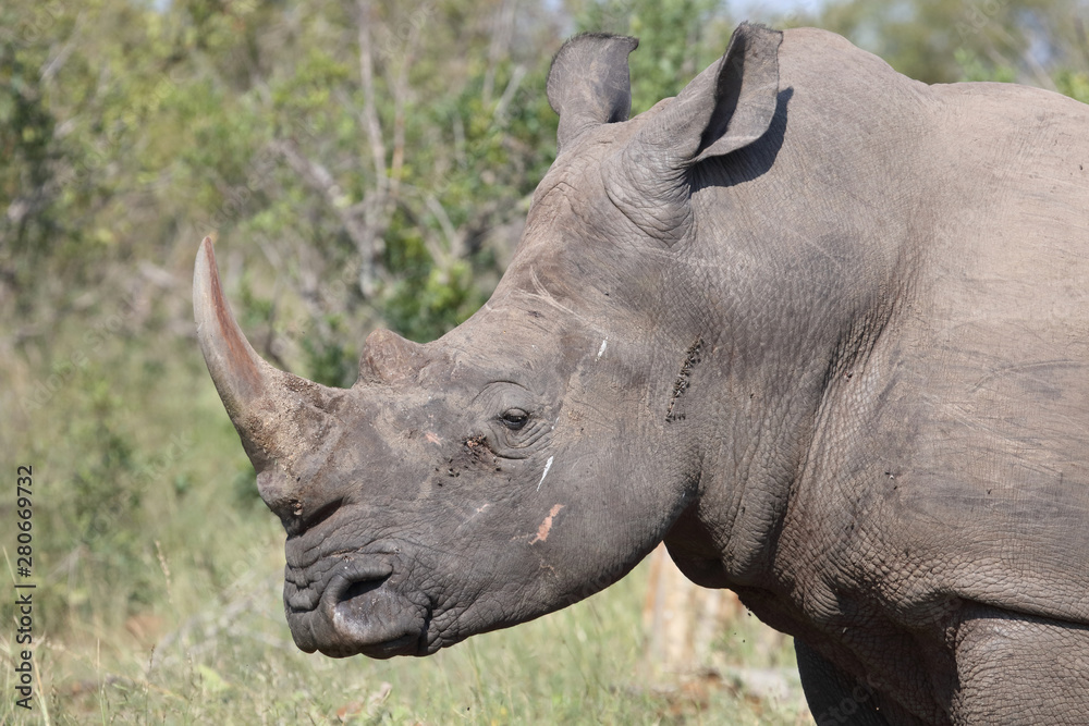 Obraz premium Breitmaulnashorn / Square-lipped rhinoceros / Ceratotherium Simum