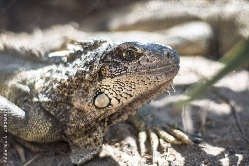Fototapeta premium profile iguana